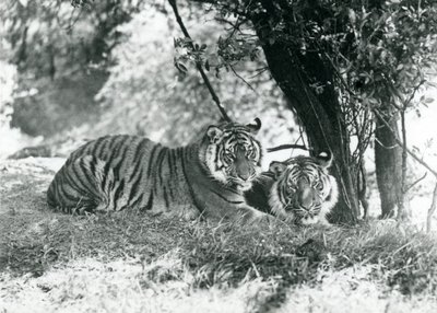Two Tigers Resting Under a Small Tree in Their New Enclosure at Whipsnade by Frederick William Bond